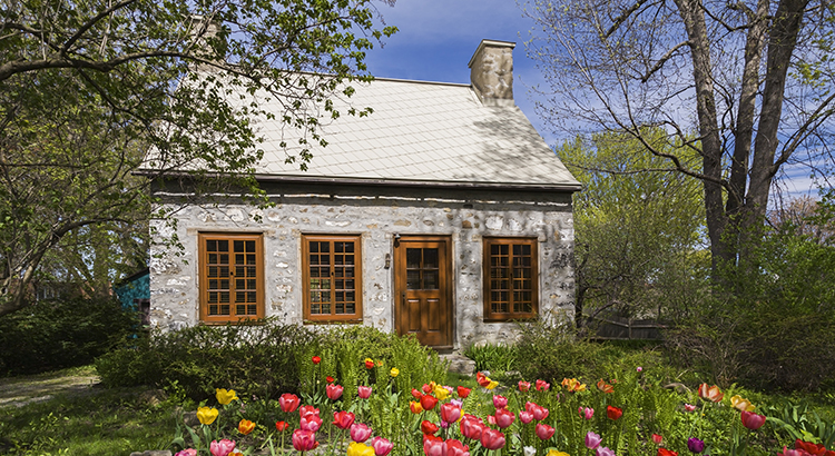 Canadian style fieldstone house, facade, with brown stained wooden windows and door, tulips growing in garden, Quebec, Canada