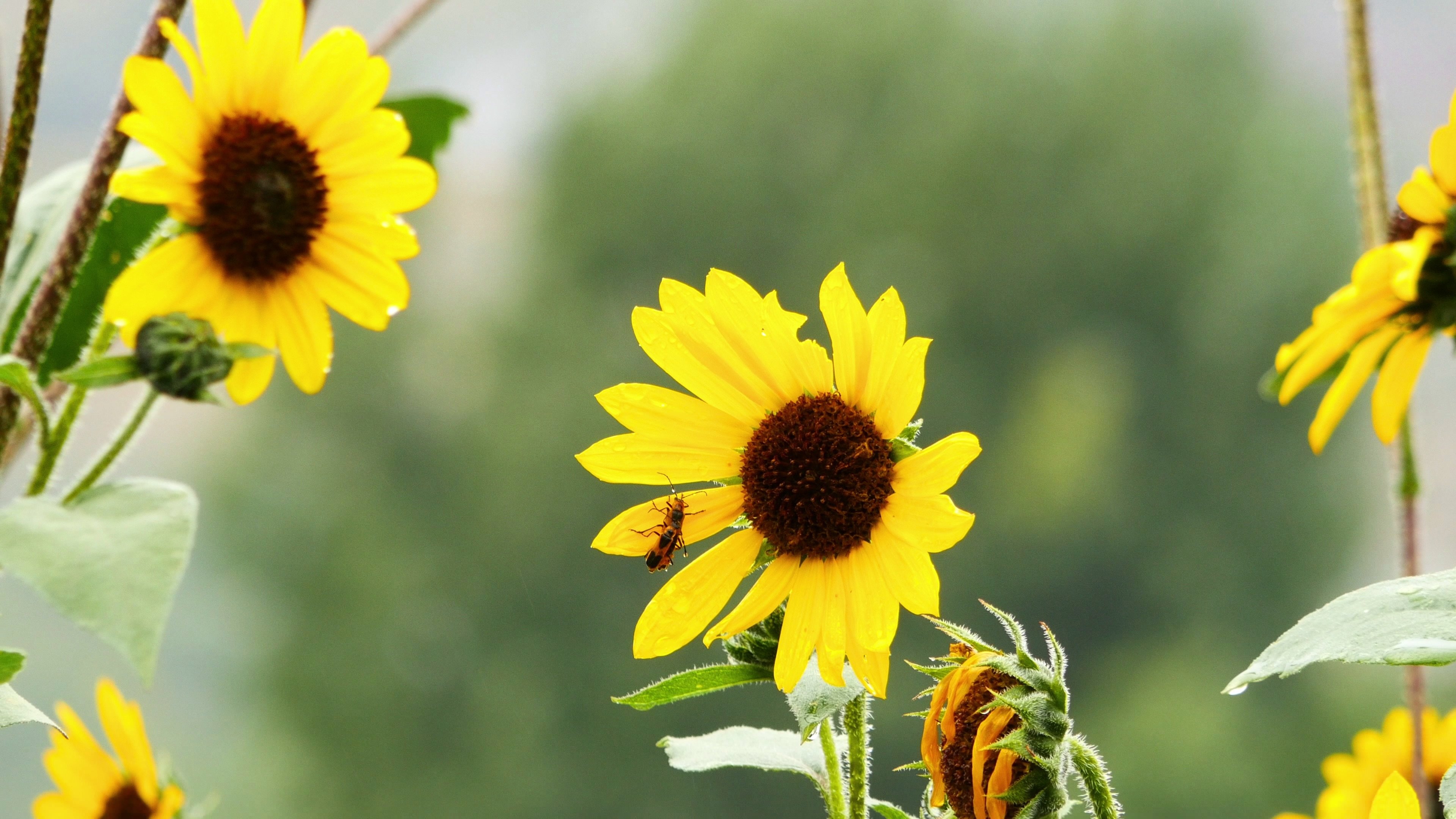 Insect on a black eyed Susan flower.