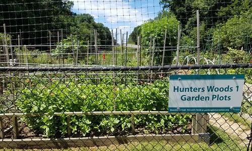 Reston Association Garden Plots: Everything You Need to …