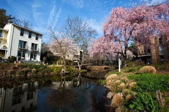 The Van Gogh Bridge at Lake Anne in Reston, with cherry blossoms in bloom
