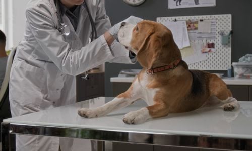 A Vet Opened at Reston Town Center This Summer: Livewell &hellip;