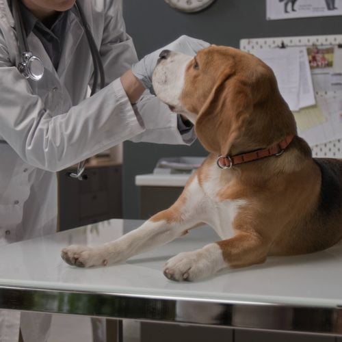 A Vet Opened at Reston Town Center This Summer: Livewell Animal Hospital on Inspiration Street