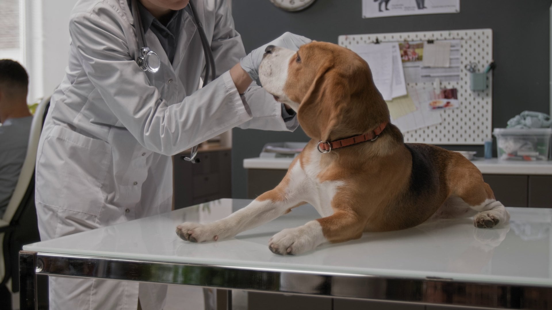 Veterinarian in a white coat examining a beagle lying on an exam table
