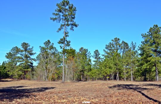 4907 Gurney Road Wallace SC Marlboro County 29596 Country Home with Acreage (19)