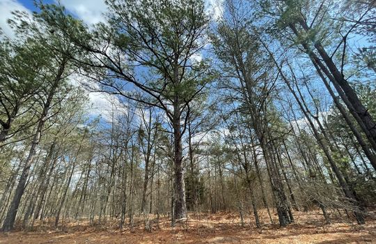 5 Acres Cheraw SC Chesterfield County SC 29520 For Sale