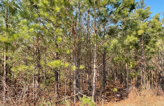 Begley Stump Road Chesterfield SC 29709 Land For Sale (4)