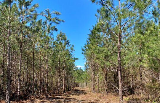 South Center Road Darlington SC Land For Sale 07