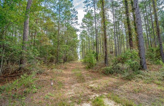 1628 Scotch Road Chesterfield South Carolina 29709 19 Acres With Pond and Forest (17)