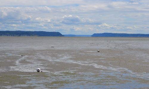 This Beautiful Area Called the Puget Sound