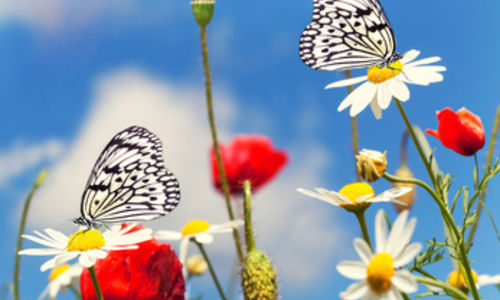 Butterflies--Attract them to Your Garden!