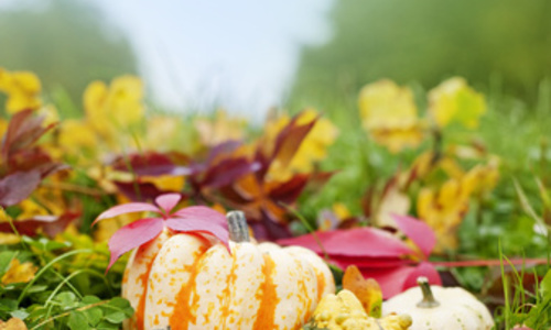 What Can I Do for my Garden in &hellip;