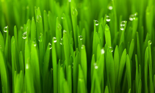 Maintain a Healthy Lawn and Garden...Naturally!