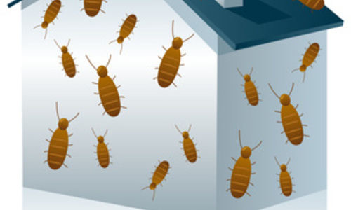 Termites: The Silent Invaders!