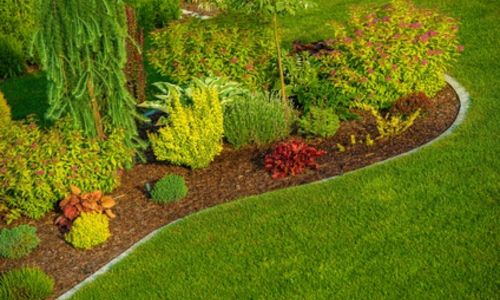 Low-Maintenance Plants!