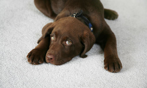 Puppy Proof Your Home!