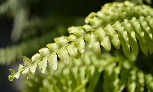 House Plants that Clean the Air!