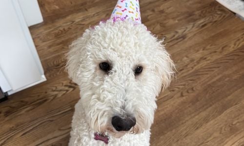 11 Best Pet-Friendly Places in East Cobb đž | Local Guide from The Beshara Real …