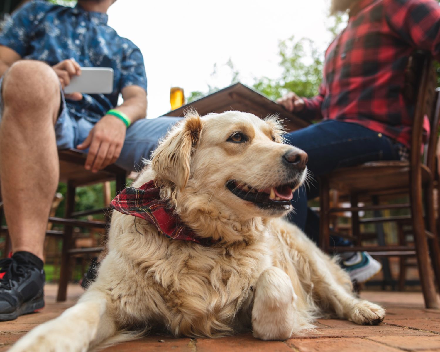 Happy dog sitting at a pet-friendly brewery patio in Roswell, GA.