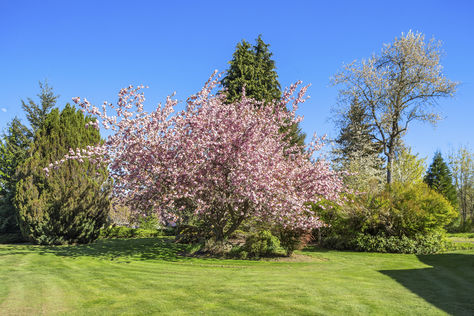 8015 Chestnut Hill Dr SE Olympia – Upgrade Realty9