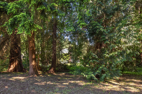 10423 NE 145th St Kirkland &#8211; Upgrade Realty29