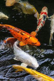 8114 64th Dr NE Marysville WA- Upgrade Realty3