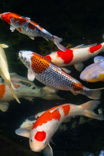 8114 64th Dr NE Marysville WA- Upgrade Realty5