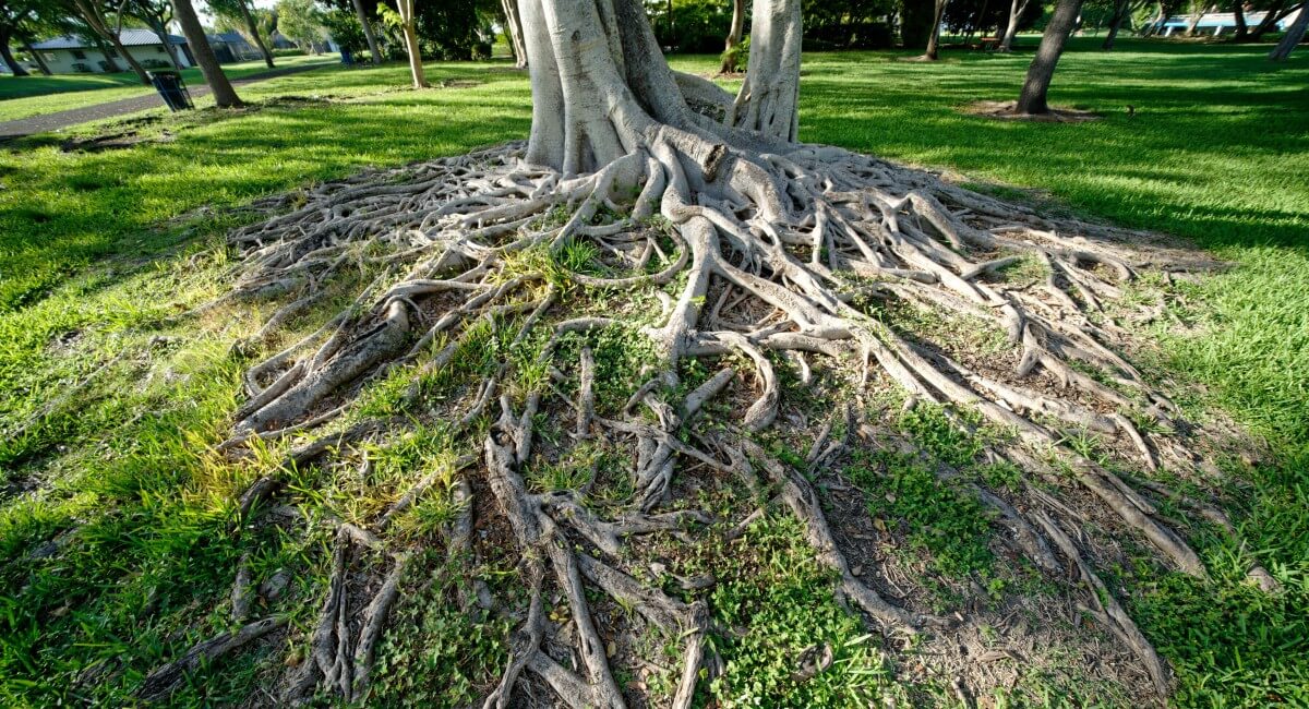 Tree Roots