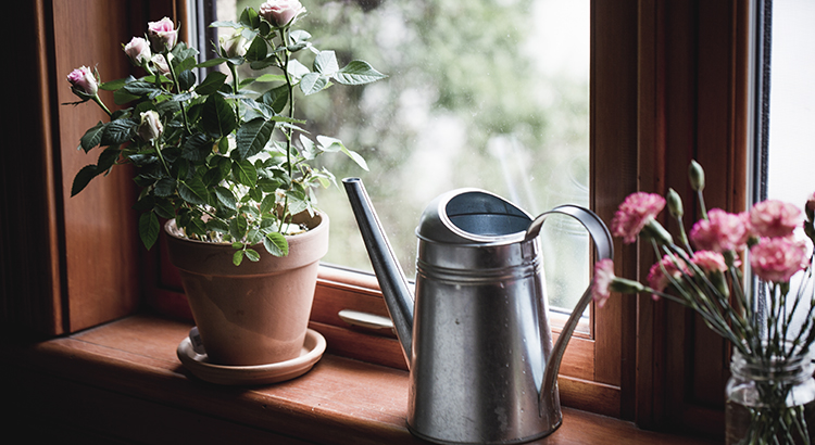Flowers and watering can by a window