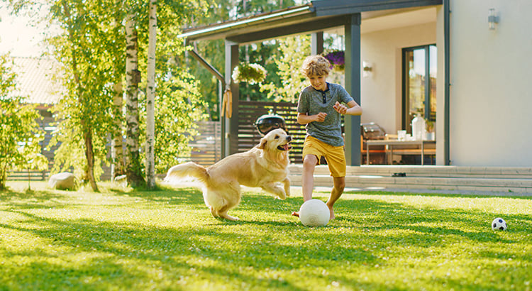 Handsome Young Boy Plays Soccer with Happy Golden Retriever Dog at the Backyard Lawn. He Plays Football and Has Lots of Fun with His Loyal Doggy Friend