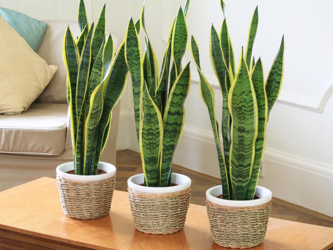 5 Houseplants Almost Anyone Can Keep Alive - The DiGiorgio Team | Homes