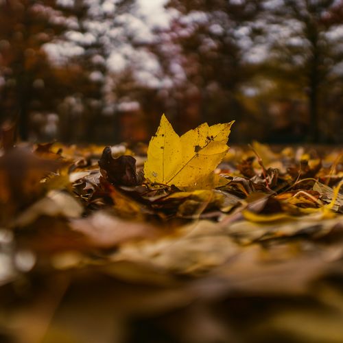 November 2025 Events in Williamson County, TX: Your Jorgenson Group Insider Guide