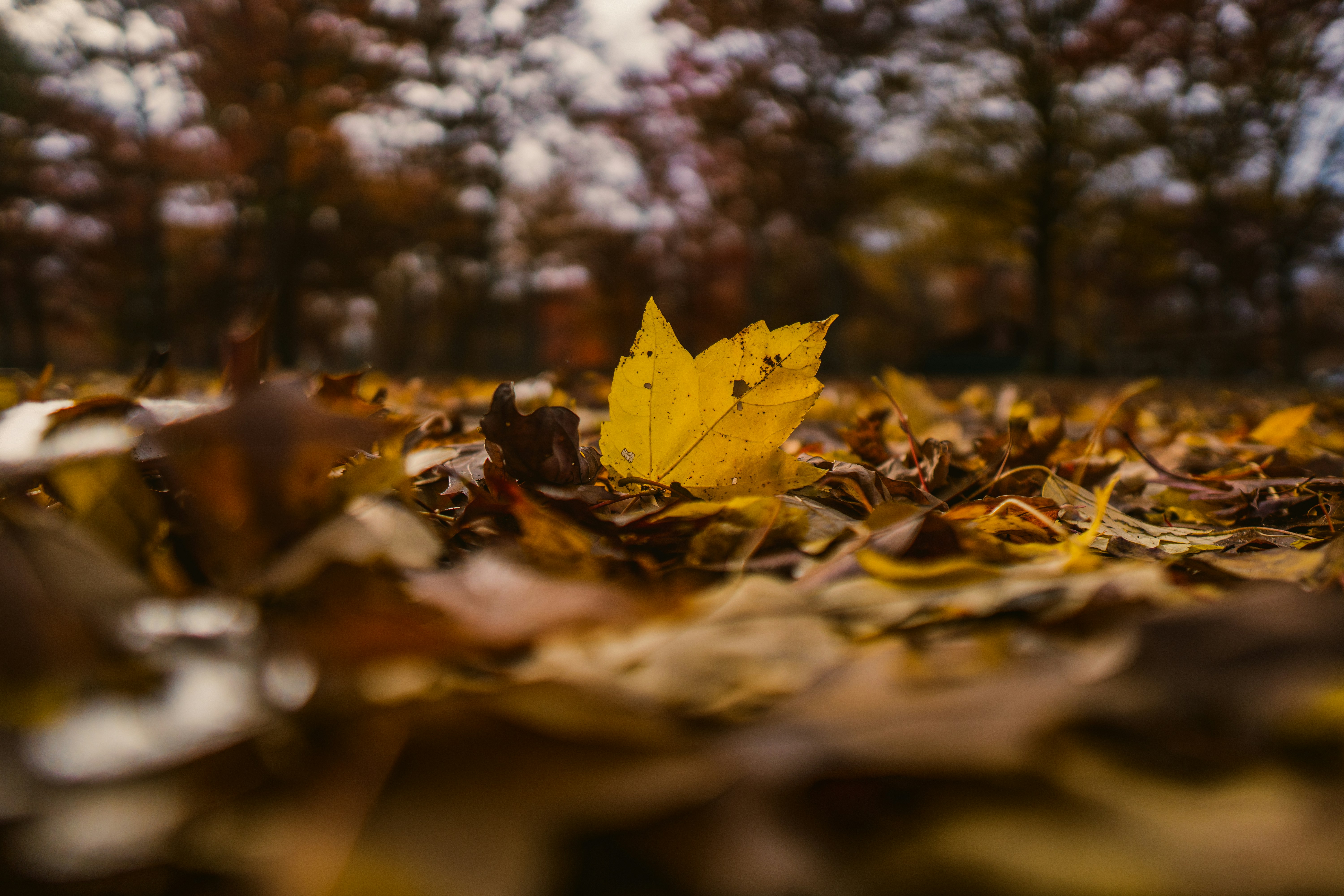 emmanuel-phaeton-y6JV1hjPnxw-unsplash