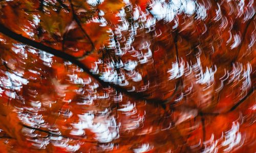 November 2025 in Hays County, TX: What to Do, See &hellip;