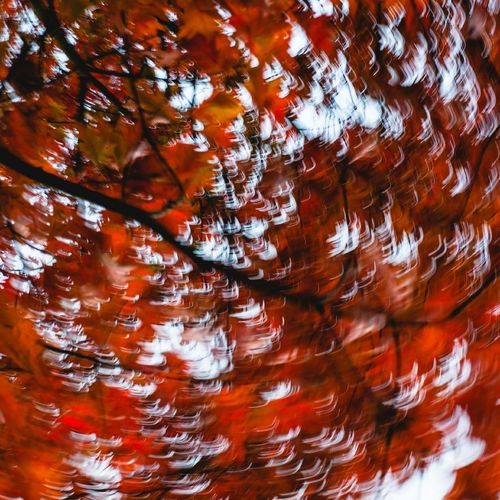 November 2025 in Hays County, TX: What to Do, See & Experience