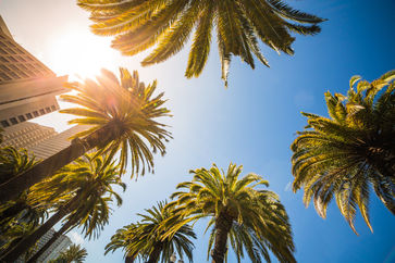 sunny-bottom-view-of-high-tropical-palms-picjumbo-com copy