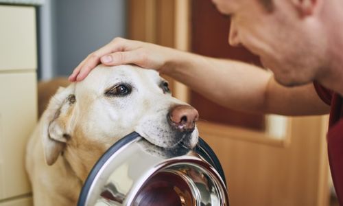 Get your pets ready for moving.