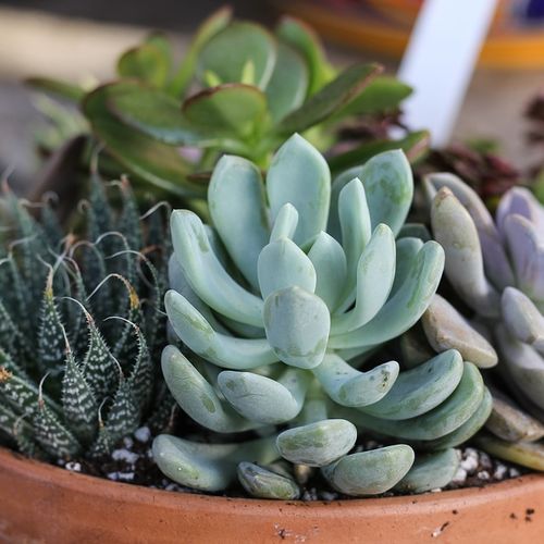 Succulents