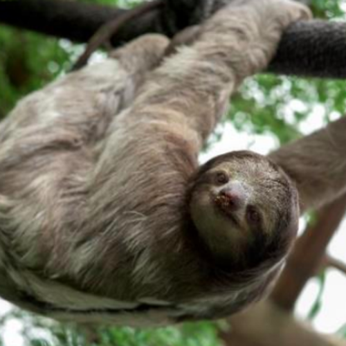 OC Housing Report | Sluggish