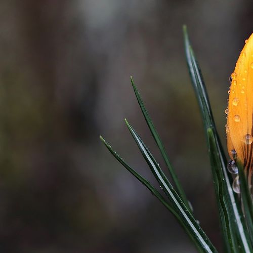 Orange County Housing Report