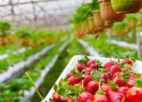 portland tn homes for sale