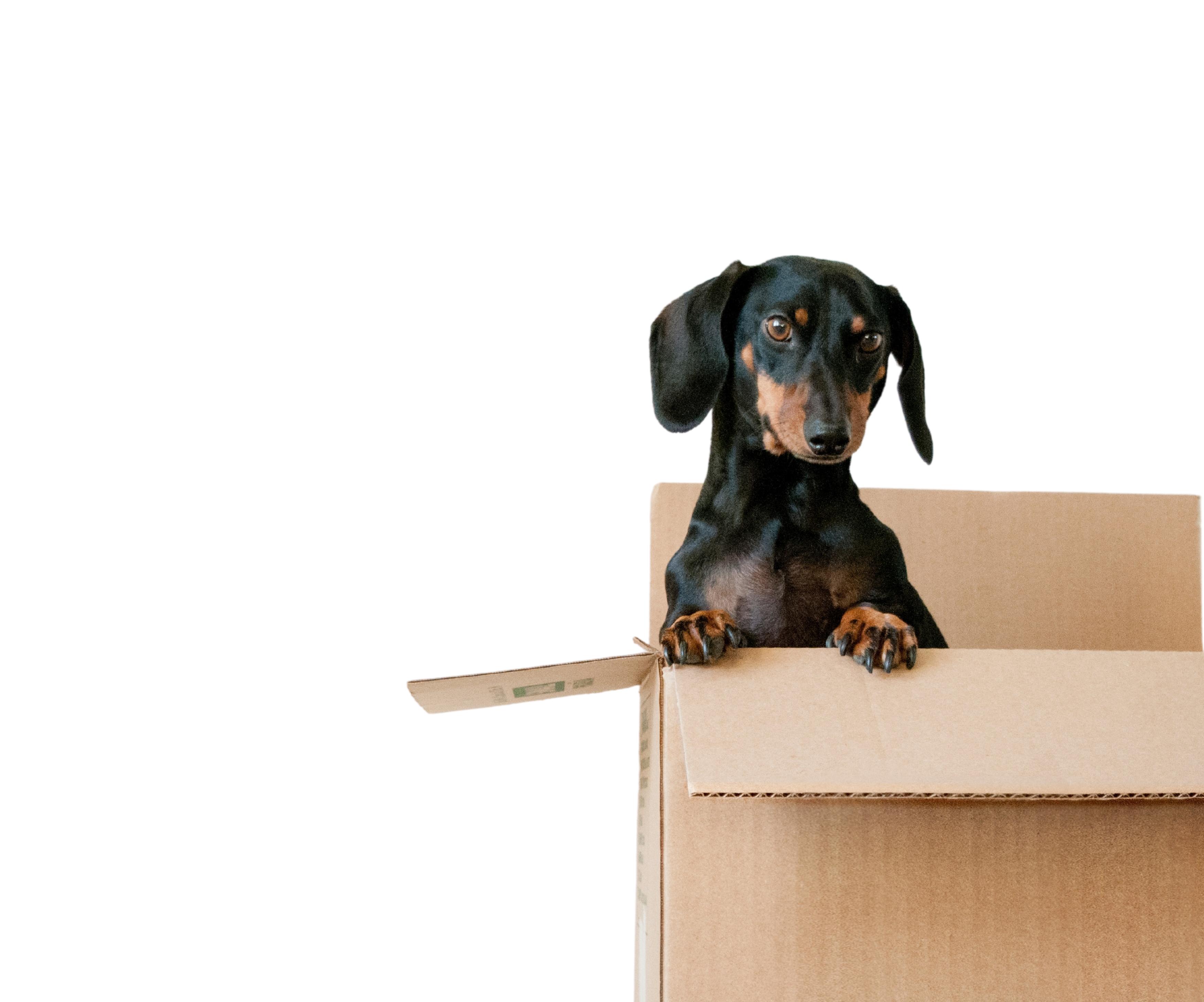 Small dachshund in moving box