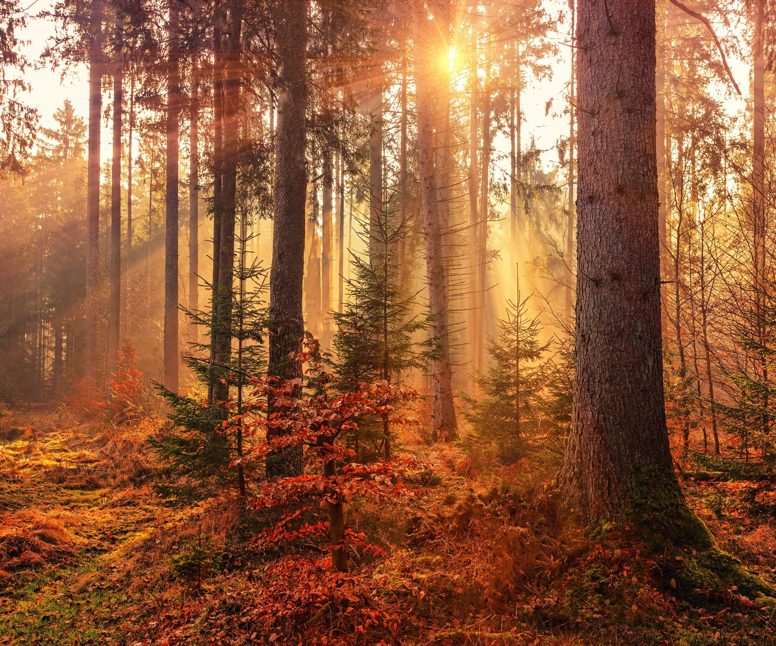 Sunburst shining through trees during autumn season in New Hampshire