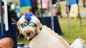Dog with Sunglasses picture