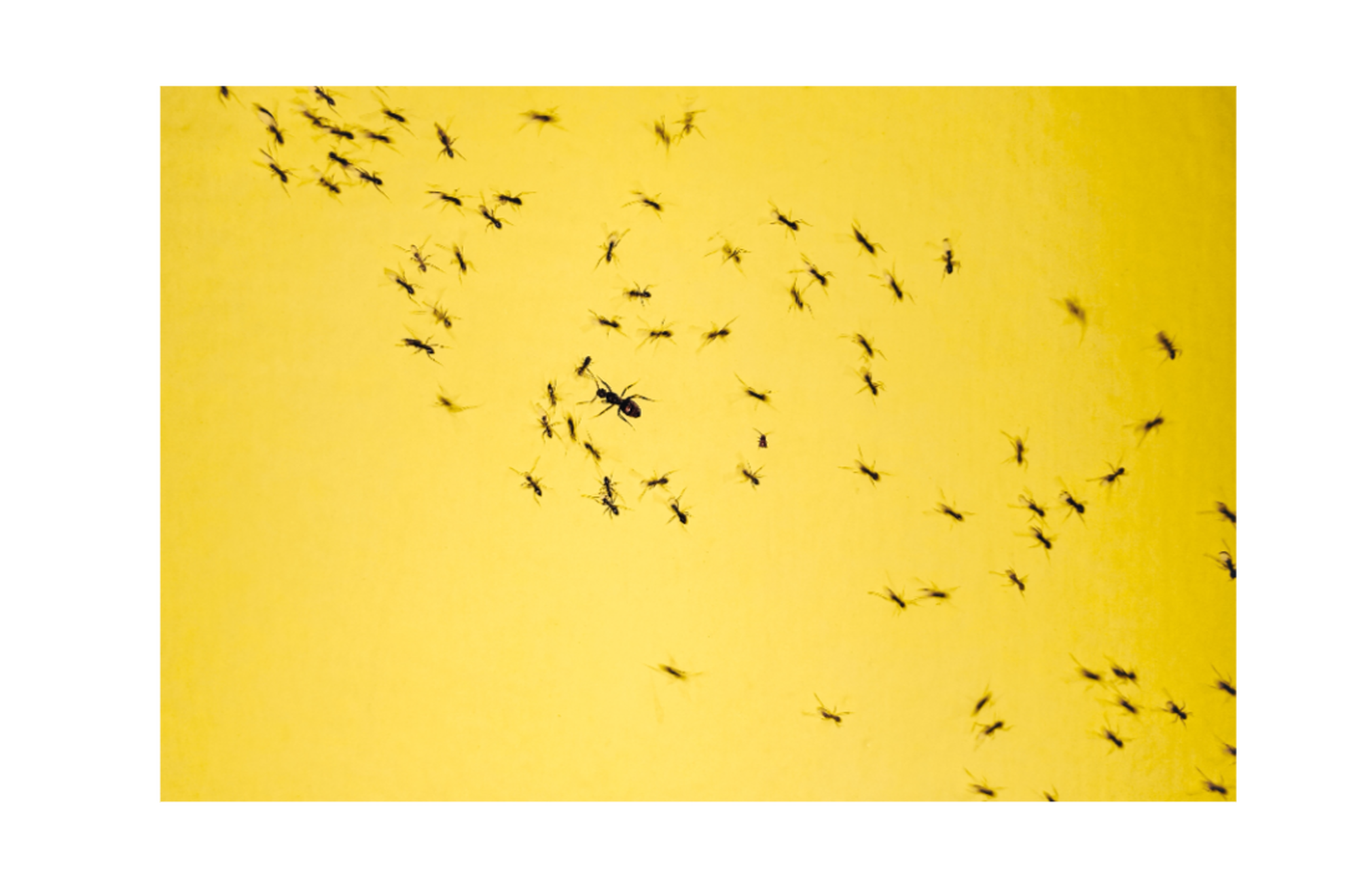 what is forbearance – ants