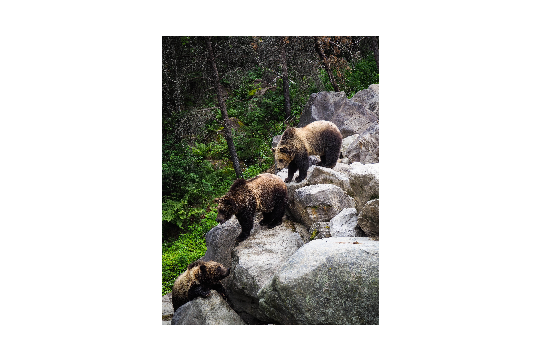 what is forbearance – bears