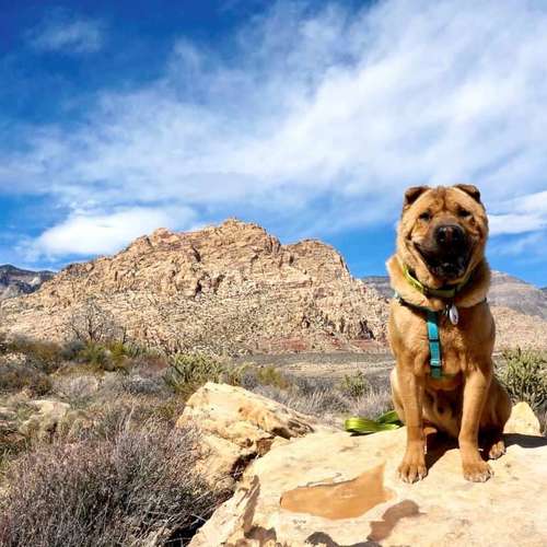 Top 6 Dog Parks in Colorado Springs