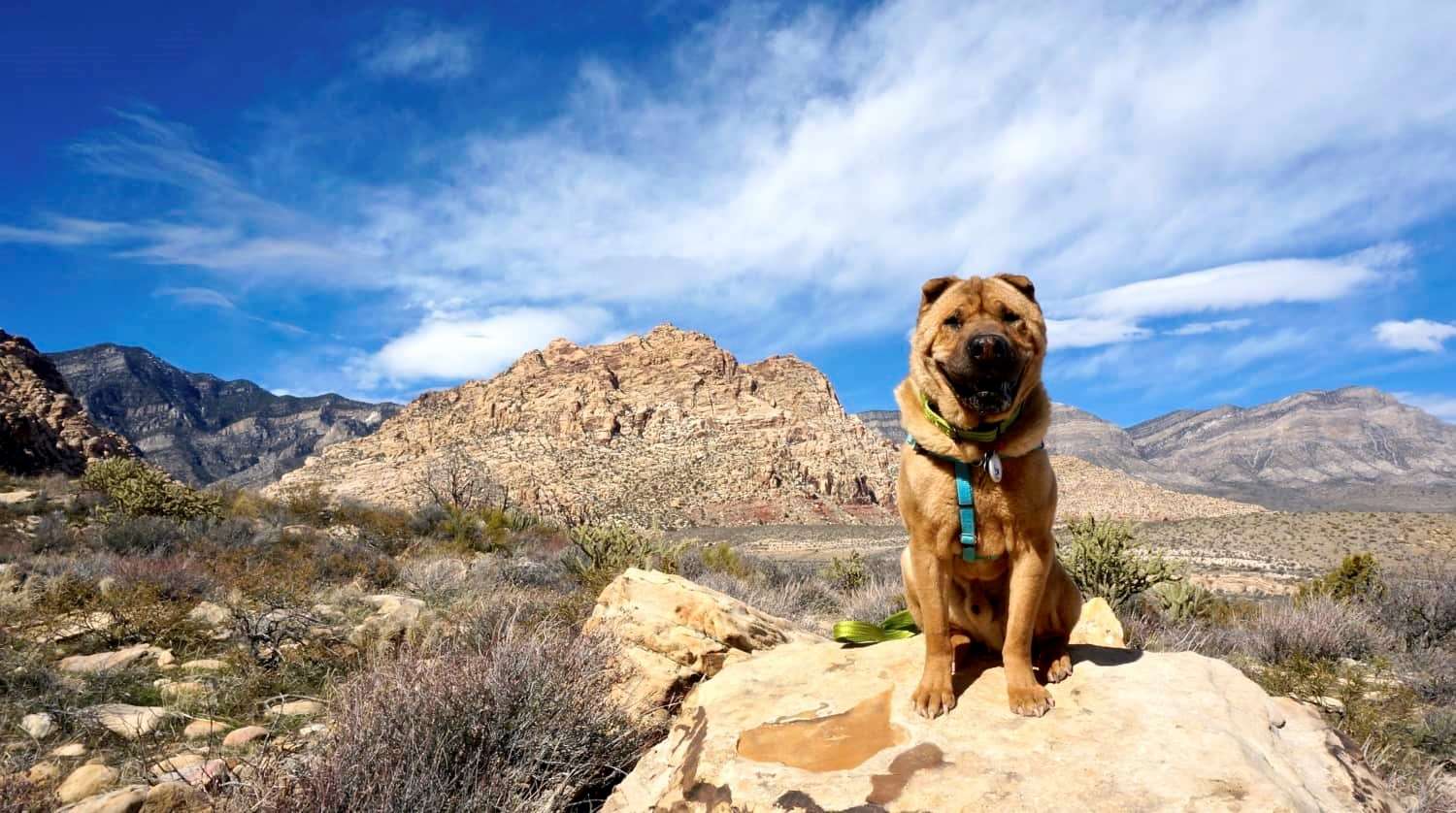 Red Rock Canyon Dog Park
