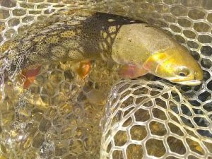 Cutthroat Trout and Elevenmile