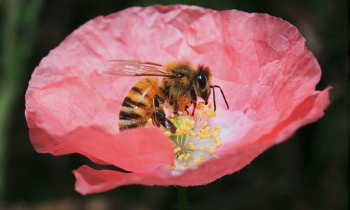 Bear Creek A’Buzz: Annual Honey Harvest and Pollinator Celebration Day