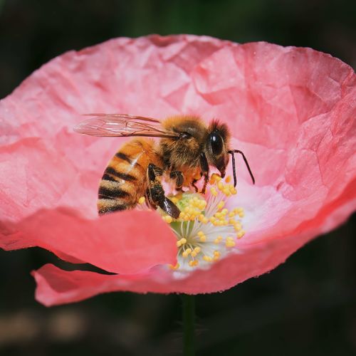 Bear Creek A’Buzz: Annual Honey Harvest and Pollinator Celebration Day